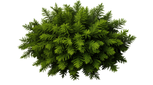 Overhead shot of lush fir tree branch showcasing its intricate needle design, studio view, isolated on transparent background.