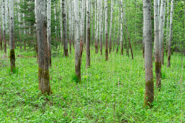 Juicy spring green grass in the forest among aspen trunks.