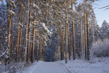 Beautiful snow-covered forest at Christmas bright rays of sunset illuminate the crowns and trunks...