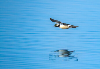 Bufflehead male duck in flight over beautiful blue water