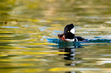 Hooded merganser male with a crayfish meal in a pond with nice Fall color reflections