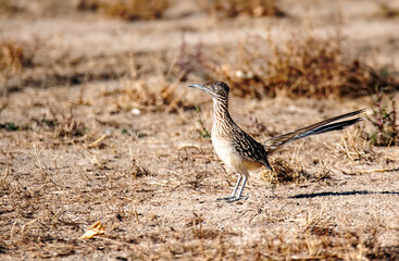 Road runner on the ground