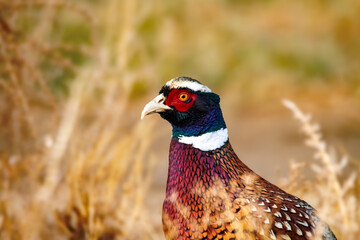Close up profile of a ring necked pheasant with stunning eyes