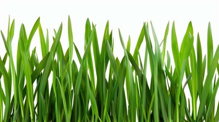 Obraz premium A vibrant green grass border, perfectly isolated on a clean white background, ideal for fresh design projects.