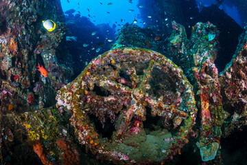 Tropical fish and coral on an old, second world war shipwreck