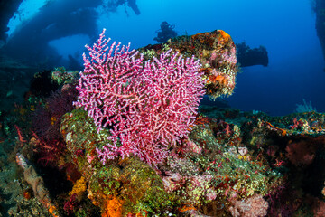 Delicate hard and soft corals on an old underwater shipwreck in a warm, tropical ocean