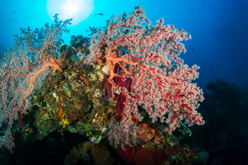 Tropical fish and coral on an old, second world war shipwreck