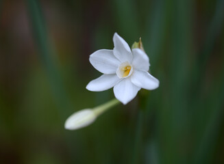 ナルキッソス・パピラケウス