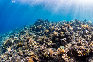 Sponges and tropical fish on a shallow water coral reef in Asia