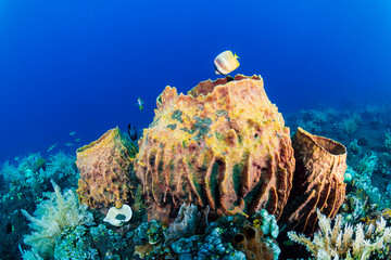 Huge Barrel Sponges (Xestospongia sp.) on a warm, tropical coral reef in Asia