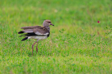 quero-quero (Vanellus chilensis)