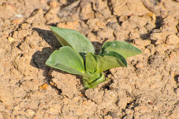 Gros plan sur une plantule de féverole agée de quelques jours. Vue horizontale. Close-up of a few days old fava bean seedling. Horizontal view.
