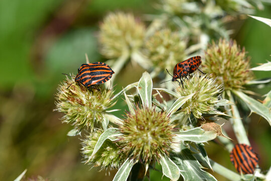 Individus en gros plan sur les fruits en formation d'un panicaut champ&ecirc;tre (Eryngium campestre).