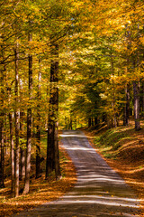 Vermont fall foliage tree lined winding road.