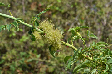 Galle de l'églantier en été, provoquée par une petite guêpe, la Cynips du rosier. A cette époque le chevelu de la galle est vert tendre. Format paysage.