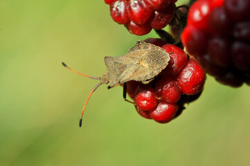 Individu en gros plan vu par-dessus, posé sur une framboise.