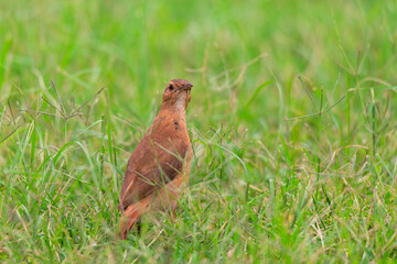 joão-de-barro (Furnarius rufus)
