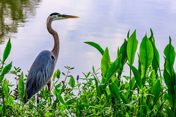 A large bird with a long neck stands in a pond surrounded by green plants