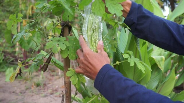 Open the plastic wrapping on the bitter melon. The plastic is used to protect the bitter melon from pests, so there is no need to use pesticides.