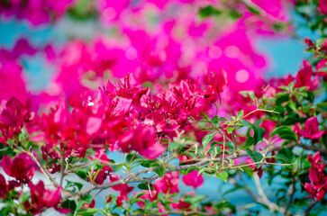 Fototapeta premium The Everlasting Splendor of Red Bougainvillea in Full Bloom and Glory.