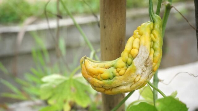 bitter melon rotting due to pests