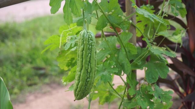 Bitter gourd or bitter melon on the tree