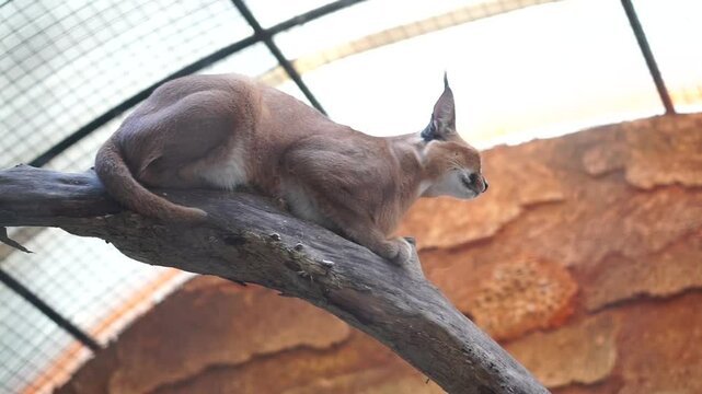 4K recording
Karakal (Caracal caracal), a medium-sized cat distributed in West Asia, South Asia and Africa. The word karakal comes from the Turkish "karakulak" which means "black ear".