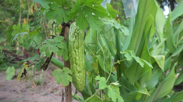Bitter gourd or bitter melon on the tree