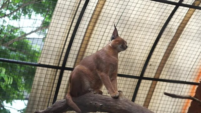 4K recording
Karakal (Caracal caracal), a medium-sized cat distributed in West Asia, South Asia and Africa. The word karakal comes from the Turkish "karakulak" which means "black ear".