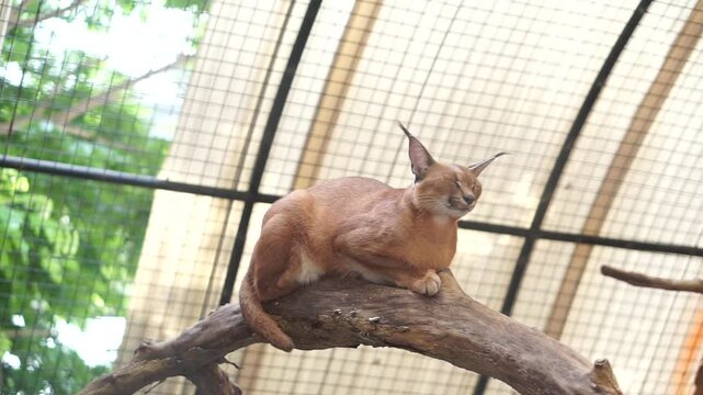 4K recording
Karakal (Caracal caracal), a medium-sized cat distributed in West Asia, South Asia and Africa. The word karakal comes from the Turkish "karakulak" which means "black ear".