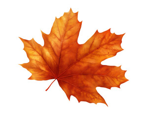 Obraz premium Large orange maple leaf with vivid autumn texture and natural details, bright seasonal foliage for fall design themes isolated on transparent background