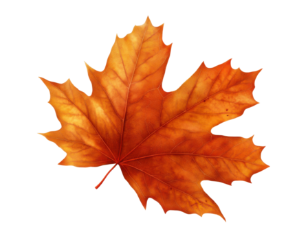 Large orange maple leaf with vivid autumn texture and natural details, bright seasonal foliage for fall design themes isolated on transparent background