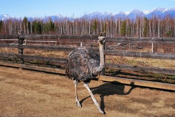 Ostrich walking in an outdoor enclosure with mountains in the background on a clear day