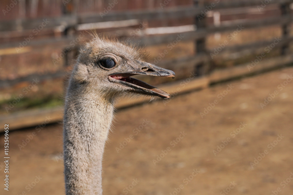 Wall mural ostrich with open beak in a farm environment during daylight