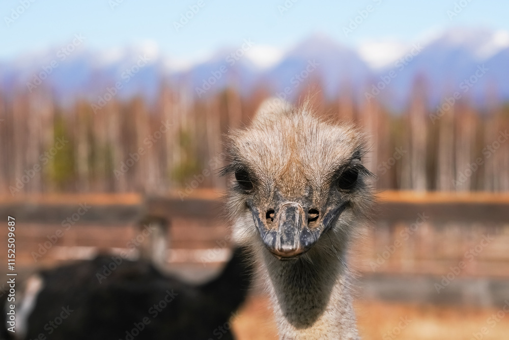 Wall mural ostrich with a curious expression in a natural setting under a clear sky