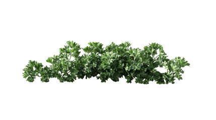 Obraz premium Parsley, transparent background