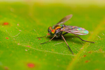 Moscas-de-Pernas-Longas família Dolichopodidae