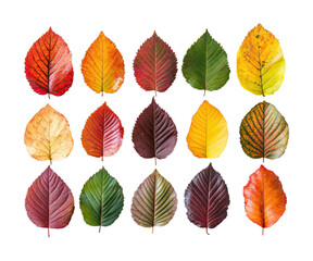 Obraz premium Colorful autumn leaves collection in vibrant red, orange, yellow, and green shades arranged in rows, seasonal nature background for fall decoration concepts isolated on transparent background