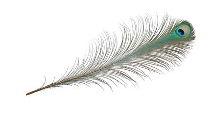 Animal feather, transparent background