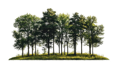 Lush green forest with tall vibrant trees, dense woodland scene featuring natural foliage, nature environment, and eco-friendly landscape isolated on transparent background