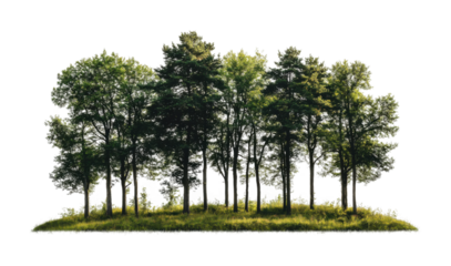 Lush green forest with tall vibrant trees, dense woodland scene featuring natural foliage, nature environment, and eco-friendly landscape isolated on transparent background