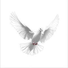 Obraz premium Beautiful line art illustration of a fully flying dove, white background