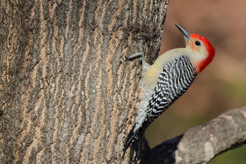 Red bellied woodpecker perched on tree trunk against a blurry sky. 