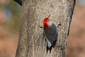 Red bellied woodpecker perched on tree trunk against a blurry sky. 