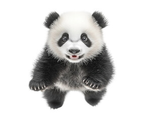 Naklejka premium Adorable baby panda in a playful pose, cute black and white animal theme for wildlife, nature, and conservation designs isolated on transparent background