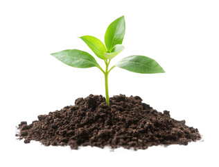 Young green plant growing in soil, fresh sprout with leaves, symbol of nature, ecology, and growth, isolated on transparent background