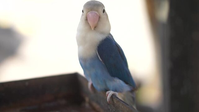 A blue lovebird is perched on a dry tree trunk. This bird, which is used as a symbol of true love, has the scientific name Agapornis fischeri.