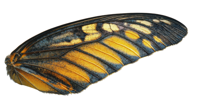 Butterfly wing, transparent background