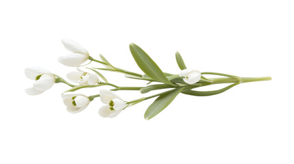 White flower, transparent background