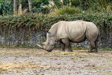 Southern White Rhino (Ceratotherium simum) - Found in Grasslands and Savannahs of Southern Africa